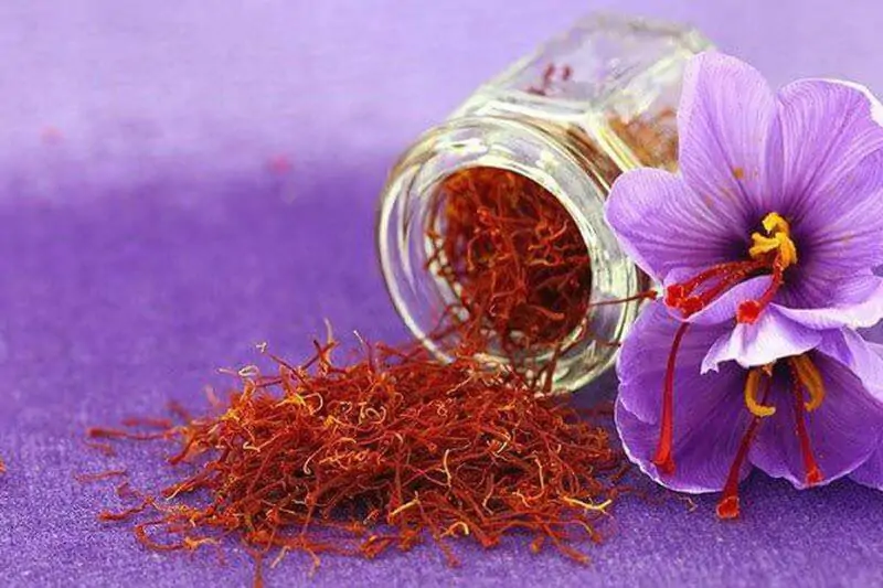 Nhụy hoa nghệ tây (Saffron)